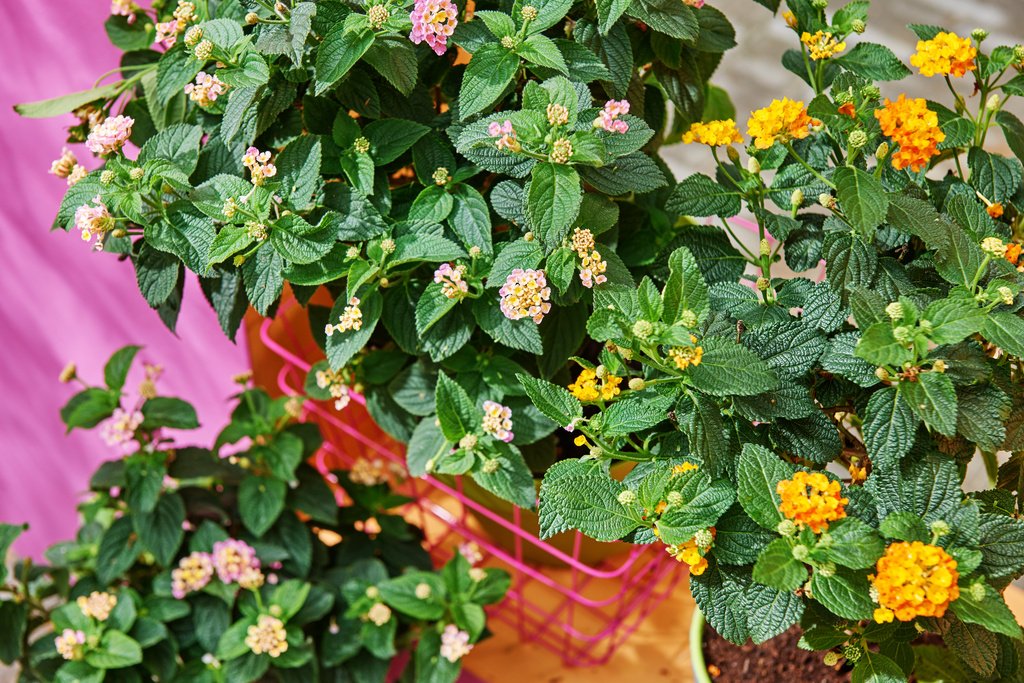 watplantendoen's tweet photo. Hibiscus, move over! In 2017 is de #Lantana de #Terrasplant van het Jaar. https://t.co/IMtCvvuAhz #mwpd https://t.co/KWqM43wXai