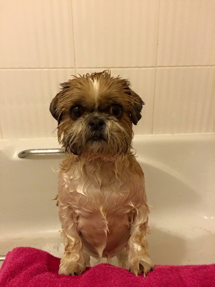 MikaPuddin's tweet image. Bath time! 🐶🛁 #dogsoftwitter #shihtzu #bubblebath #cuteanimals