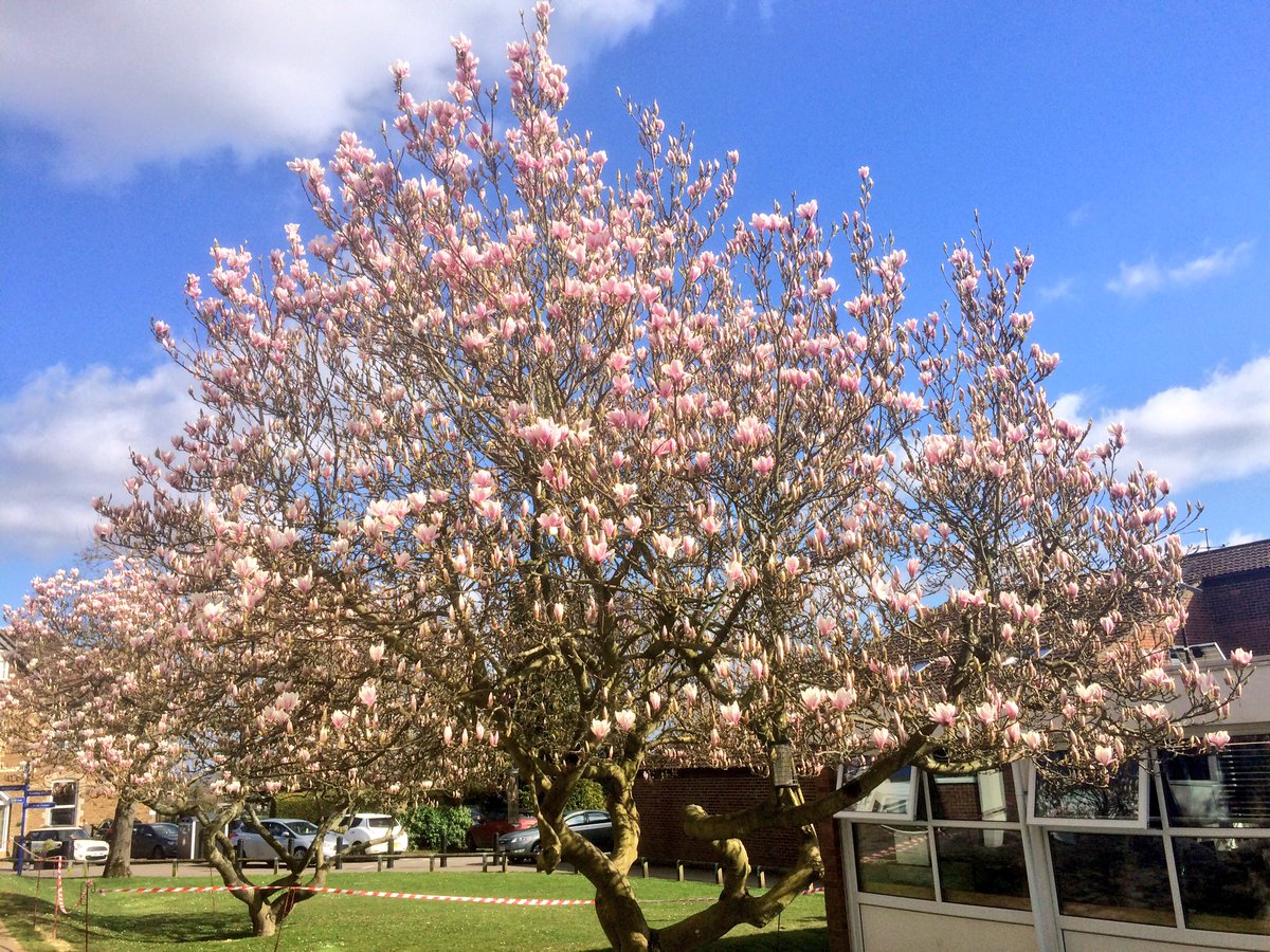 The magnolias are out 👍🏻