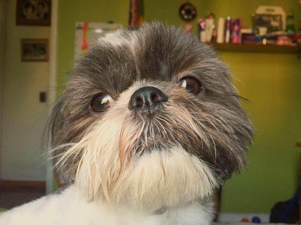 vidalsona's tweet photo. #MascotaLoversBV cacholito ama sus premios (envasados) ... le doy uno todas las mañana antes de salir, sera malo para el? https://t.co/kt2GvcZEb1