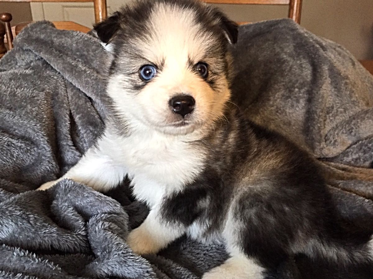 PomskyCentral's tweet photo. On a cold Wednesday morning, we hope thinking about "Calli" will help warm you up! She's our Pomsky of the Day!
Owner: Mary Fraley https://t.co/xYGnhTJAjN