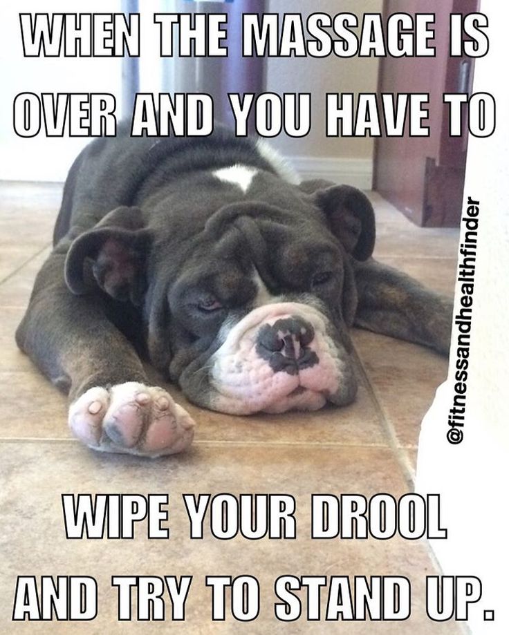 CSCanineMassage's tweet photo. We may still be recouping from last week's action-packed Level 2. ;) #chicagoschoolofcaninemassage #CSCMLevel2 https://t.co/xxV4plsY32