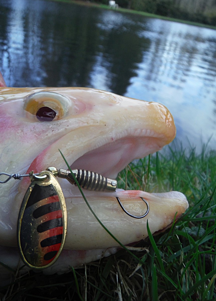 AmiaudPeche's tweet photo. Découvrez les premières prises de la saison ! #peche #truite #rublex https://t.co/6rKjDIc3o0