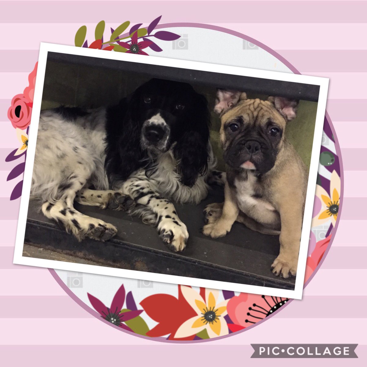 #cutenessoverload #springerspaniel #frenchbulldog #snugasabug #cuddlingup #frenchie #spaniel #dogdaycarerules
