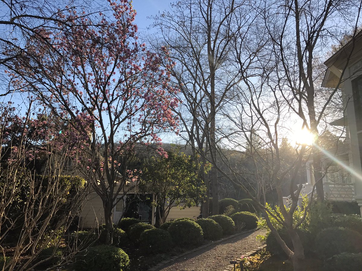 It's a beautiful day in St. Helena— Happy Friday from the Sinegal Team! #sinegalestate #sthelena #napavalley