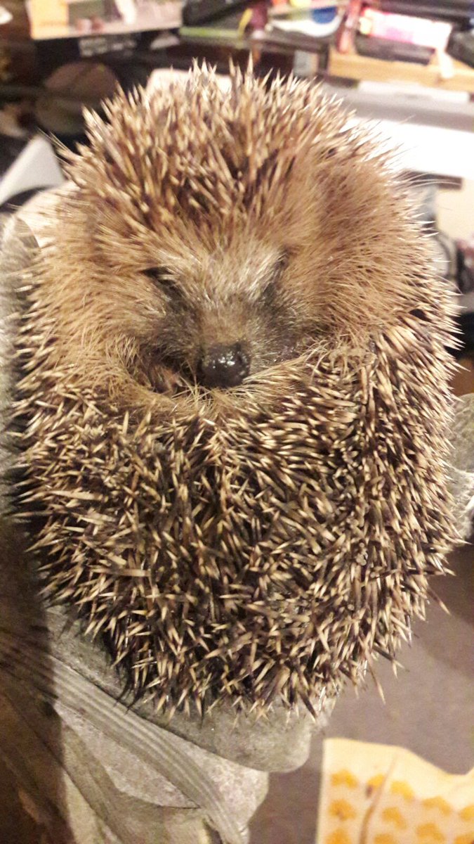 justalittlex's tweet photo. Für jeden, der noch nie einen Igel gesehen hat! #IgelUpdate https://t.co/noZjkKdEwj