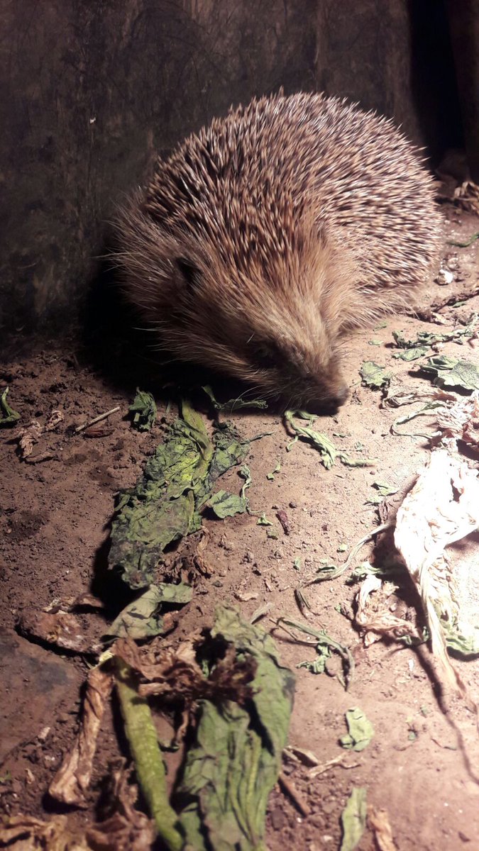 justalittlex's tweet photo. Für jeden, der noch nie einen Igel gesehen hat! #IgelUpdate https://t.co/noZjkKdEwj