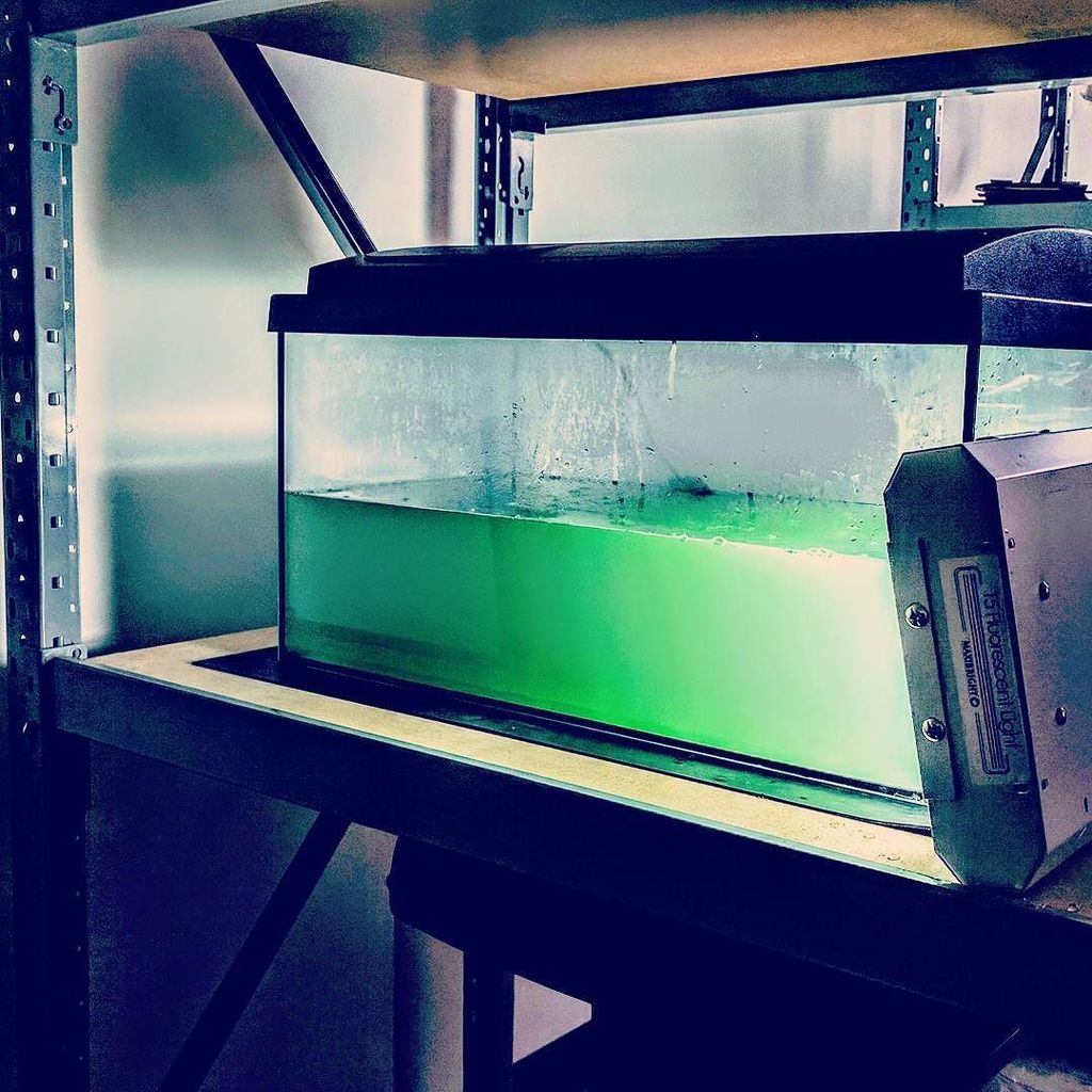 GreenLabOrg's tweet photo. tank #1 #spirulina in #greenlab first of many 40 litres of #superalgae :) #urbanagricultur… https://t.co/50qnLtAZ3p https://t.co/4HtBRE0qzL