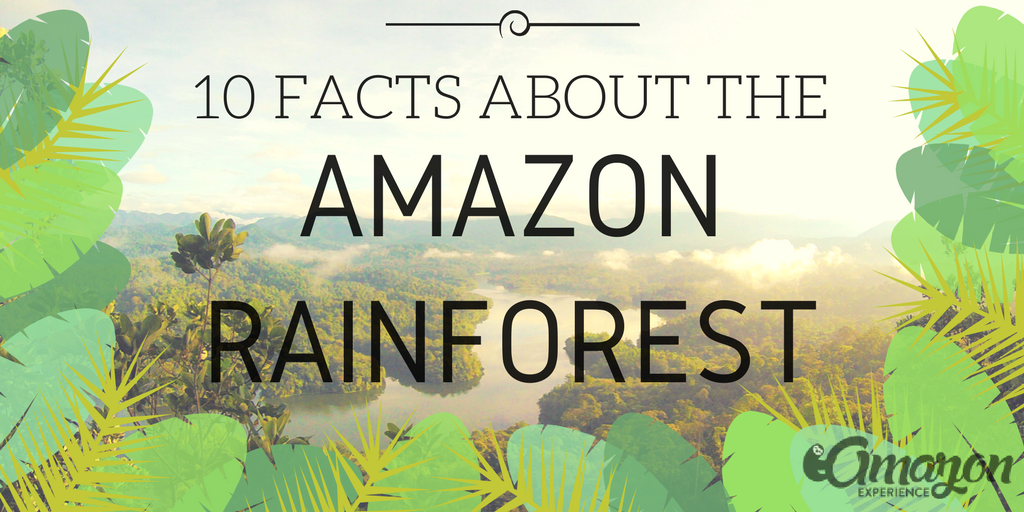 Amazon_Exp's tweet image. #GoodMorning! After some #coffee we start the day with our #Pinterest Infographic debut. es.pinterest.com/pin/8599067411… Yay! #AmazonRainforest