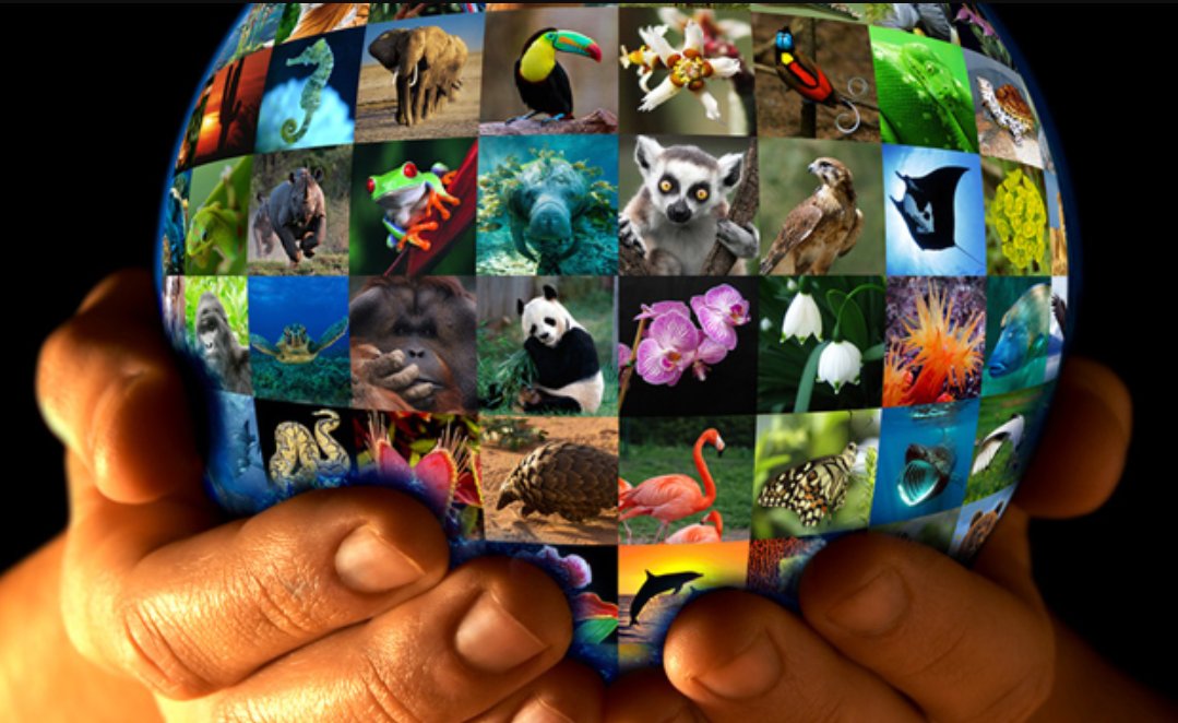 День дикой природы игра. Всемирный день дикой природы (World Wildlife Day). Биологическое разнообразие. Международный день биологического разнообразия. Биоразнообразие планеты.