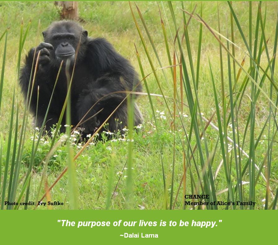 SaveTheChimps's tweet photo. #HappyFriday #HappyFridayFromSaveTheChimps #ChanceTheChimp
Photo taken at Member Day in 2016 by Ivy Suftko https://t.co/DzoerSLeCM
