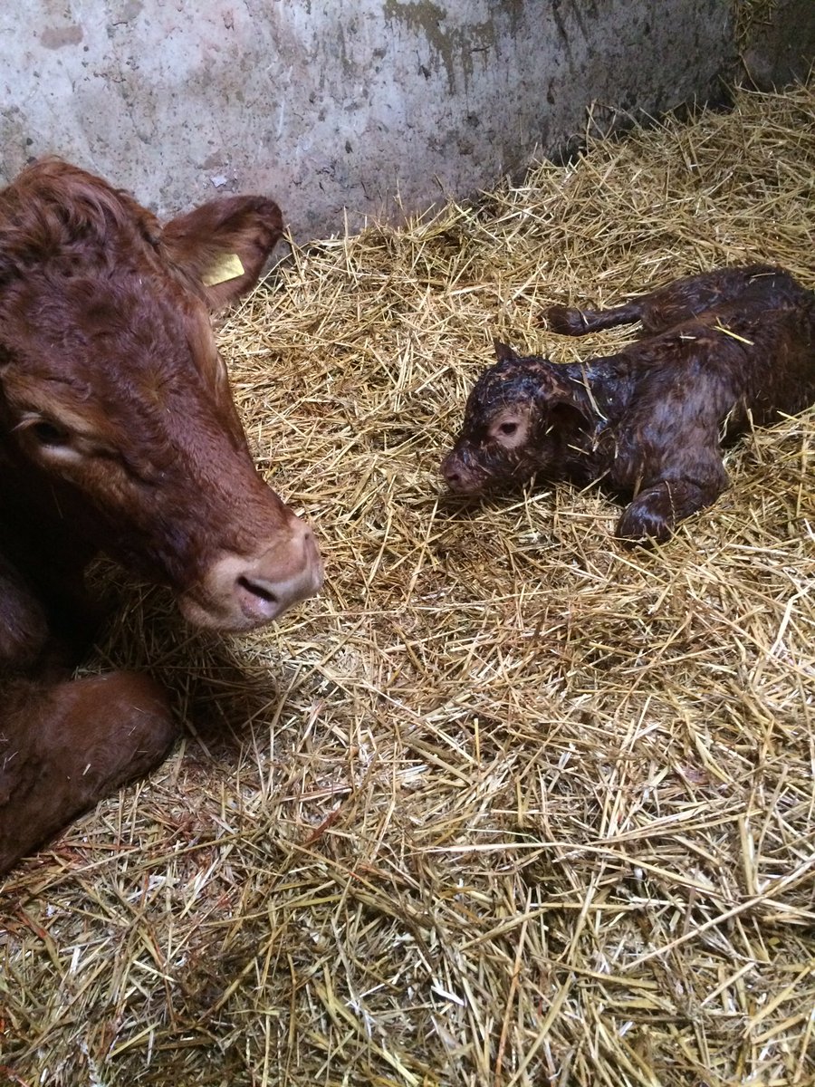 Not to mention calving is well underway! Pictured here less than an hour old!