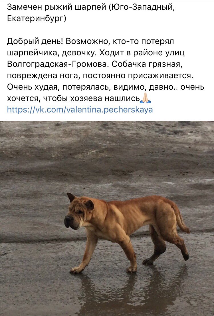impossibly_forg's tweet photo. Сделайте репост 🙏🏻🙏🏻🙏🏻 https://t.co/0hMsMHkAb1
