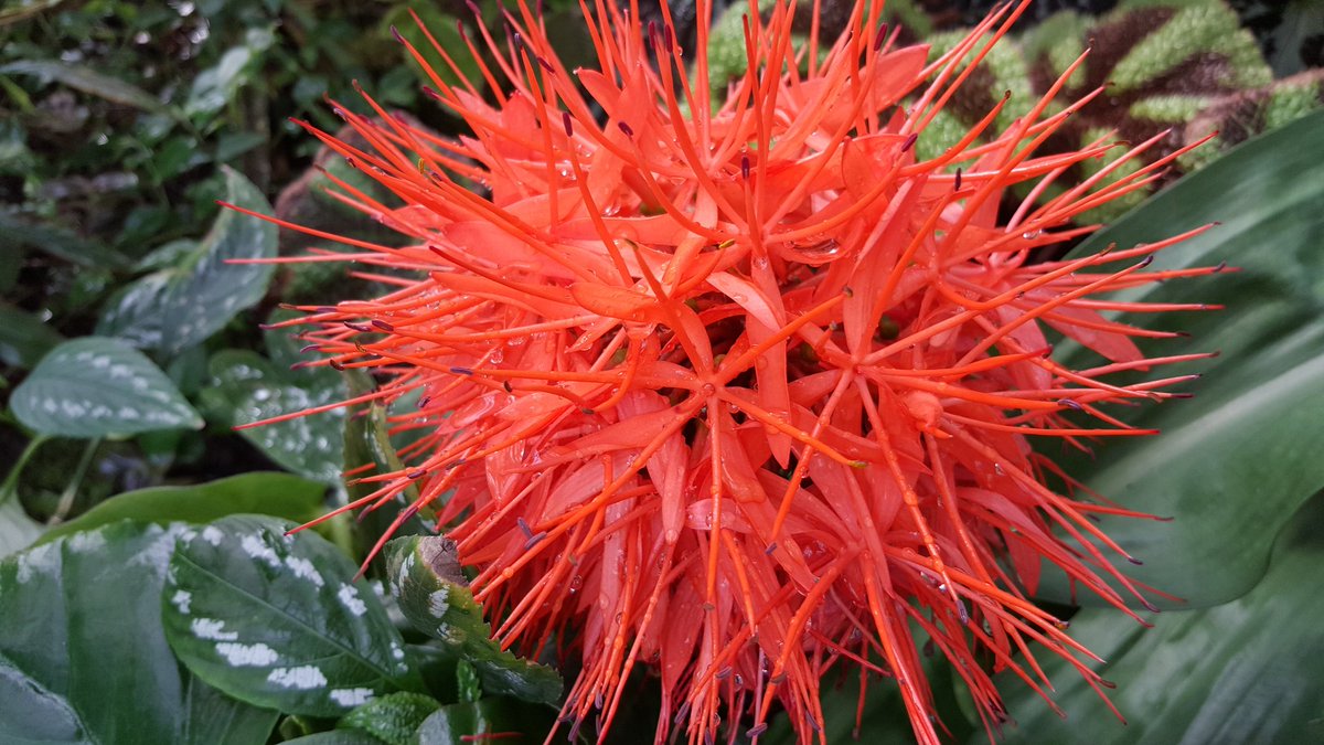 pass_flore's tweet photo. la visite de #Nantes continue au #jardindesplantes ! https://t.co/ZQqPNZtLP9