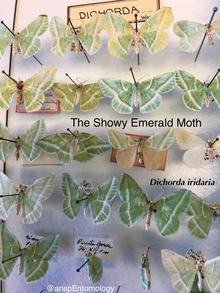 ANSPEntomology's tweet photo. #todayonthetable The Showy Emerald Moth. We have specimens from Lower Merion,PA, Martha's Vineyard,MA, Asheville,N.C., New Lisbon,NJ &amp; more! https://t.co/oSksYuqAwh