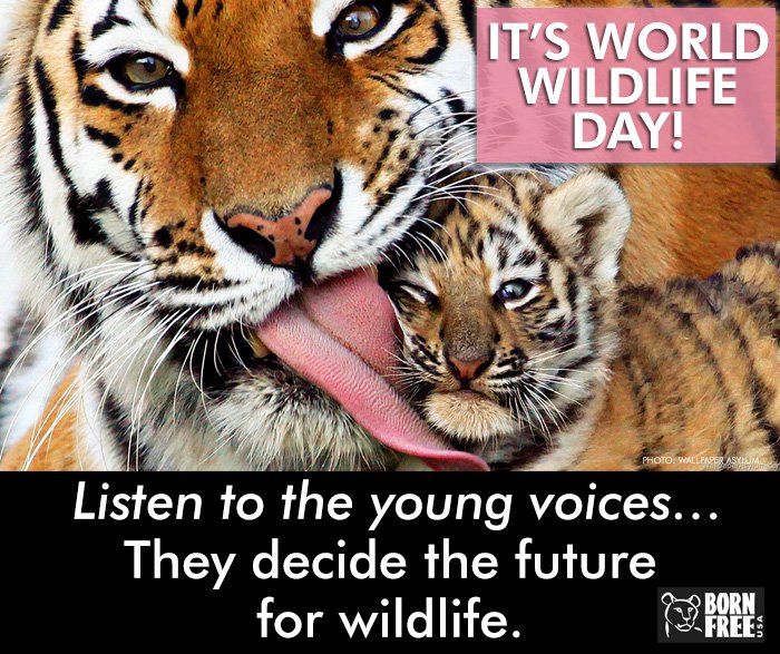 BornFreeUSA's tweet photo. Happy #WorldWildlifeDay! https://t.co/ZMKi6YUBPP