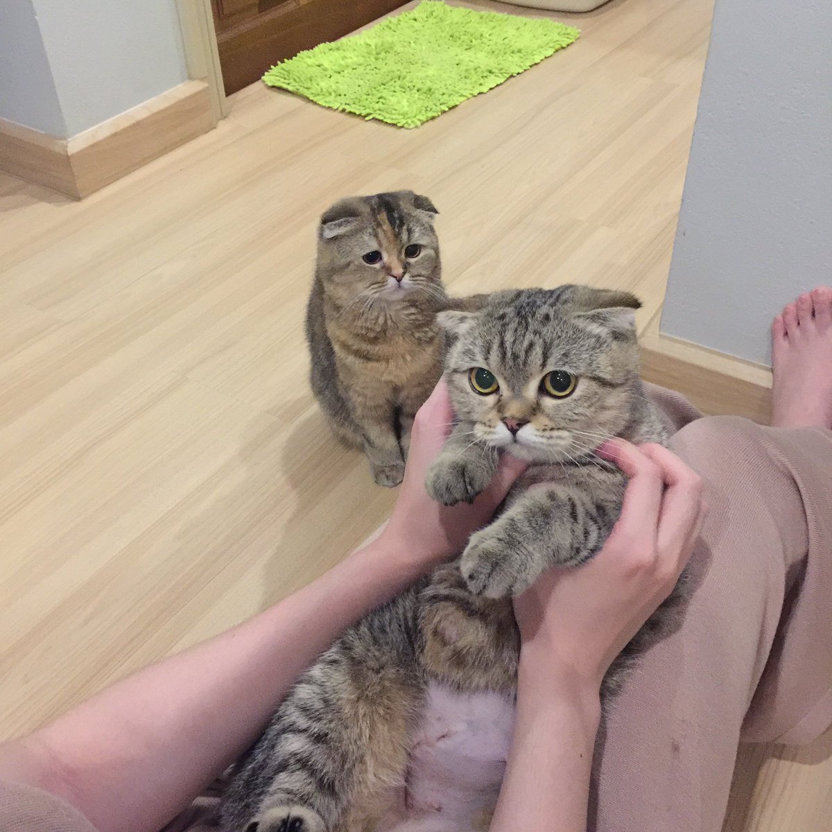 บอกแล้วว่าแมวเป็นสัตว์ขี้อิจฉา
ตอนแรกนางอยู่อีกมุมห้องไกลมาก