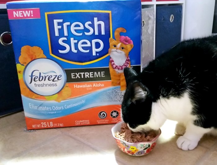 craftyseasonmum's tweet photo. Tips to know before bringing a new cat home include @FreshStep Hawaiian Aloha scent litter #ad https://t.co/eTPsLZlxrn #FreshStepFebreze https://t.co/Pi3suQSeOD