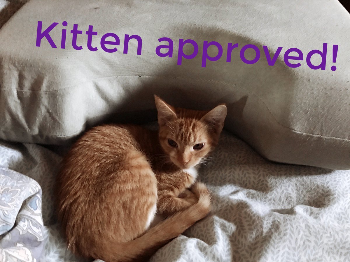ButterflyPillow's tweet photo. A reminder that @mybutterflypillow is Kitten Approved. Come see us at the #jax Home + Patio Show! https://t.co/W3F2kroYrc
