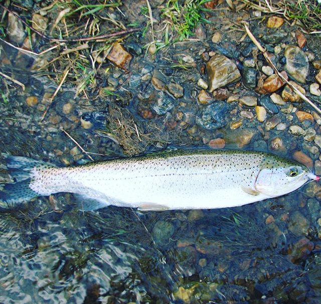 Will Debenham (@wildbillfishing) on Twitter photo 