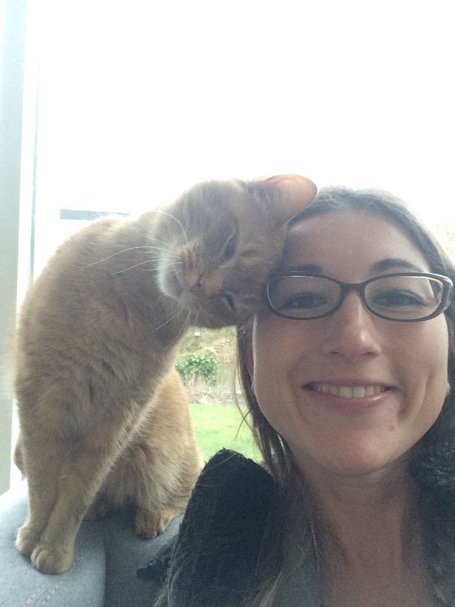 Gezelschap tussen bezichtigingen door #huiskat #gezellig