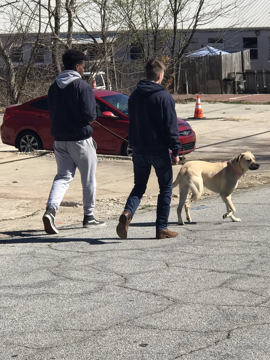 misshobson_'s tweet image. Walking dogs today! #MVInterim #mvcore