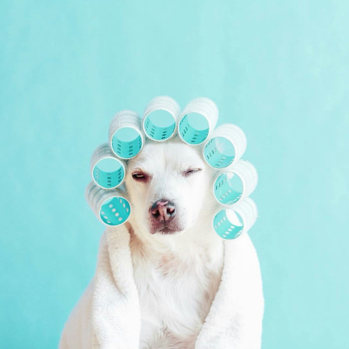 a_teeshop's tweet photo. #puppys #puppyface #puppies #puppiesforall #puppiesforsale #frenchbulldog #frenchie #dog #dogsofinstagram #dogs #dogstagram https://t.co/9OqgkF8GC2