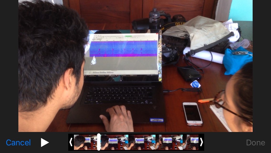 Ollie Wearn (@olliewearn) on Twitter photo We're using #tech4wildlife to do research on the poorly known Cuban greater funnel-eared bat, a priority <a href="/EDGEofExistence/">EDGE of Existence</a> species #EDBE2017 We're using #tech4wildlife to do research on the poorly known Cuban greater funnel-eared bat, a priority <a href="/EDGEofExistence/">EDGE of Existence</a> species #EDBE2017