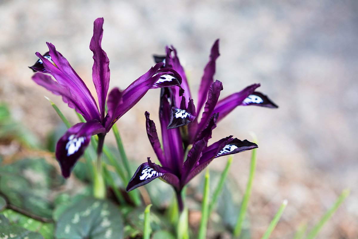 NYBG's tweet photo. We’re nominated for top national botanical garden by @10Best—vote now through 3/27 to help us take #1. Thanks all! https://t.co/wvBHHTrpXZ https://t.co/KDFZzXoUpp