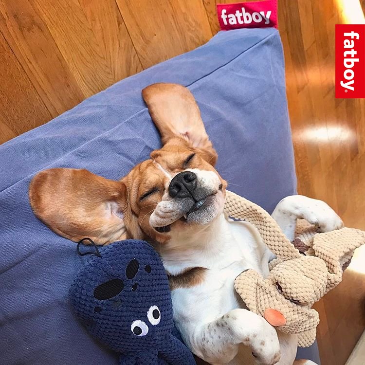 Smile &amp; relax, the #weekend is here! Happy Friday from #Fatboy and <a href="/MJ_The_Beagle/">MJ_The_Beagle</a>! #weekendvibes #lazyweekends #dogsofinstagram #dogstagram