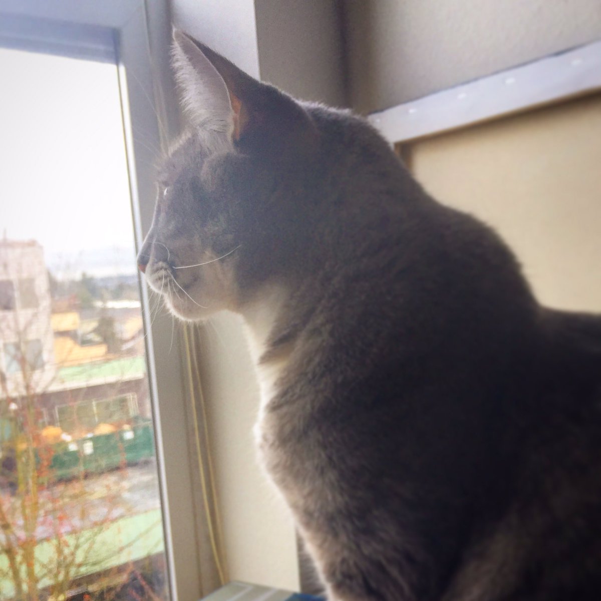 LifeOfAppaAndMo's tweet photo. Little Mo looking outside into the big wide world! #CatsOfTwitter #cats #kitty #pretty #cute #adorable #TGIF https://t.co/6JEyStAQc1