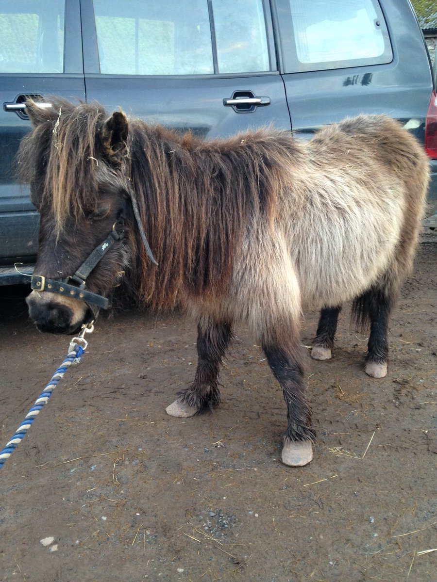 Foxie, Shetland mare, one of almost 20 horses owned by yet another 'Horse Hoarder' with little knowledge! Signed over to us yesterday.