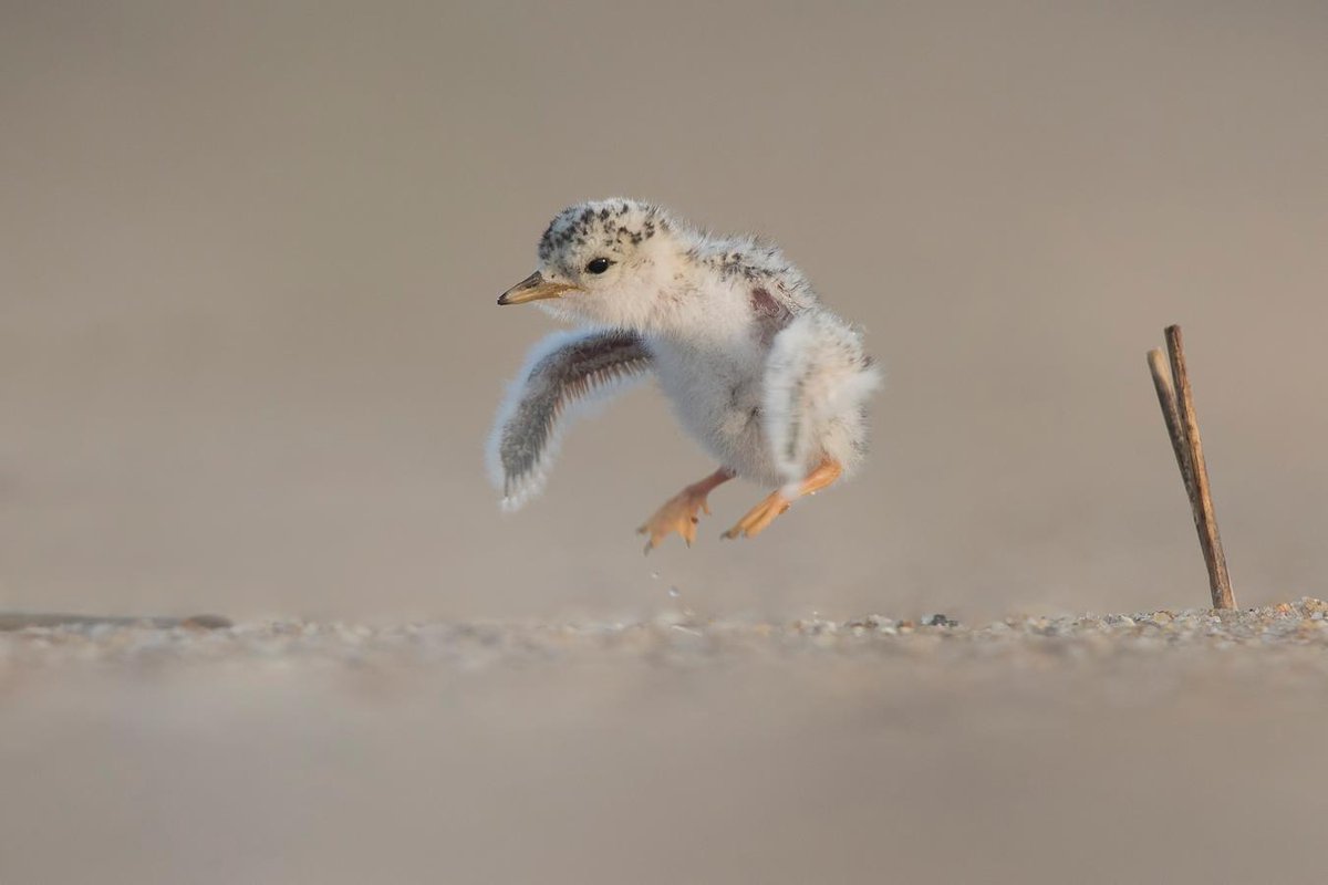 USFWSNortheast's tweet photo. #MakeTwitterPositive by terning others onto nature ! https://t.co/KznT5SWVa3