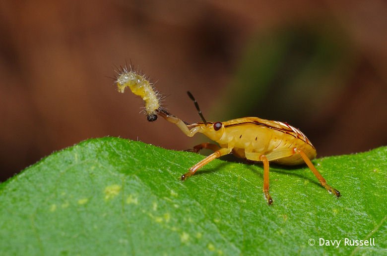 BugHavenBlog's tweet image. Happy #WorldWildlifeDay!  Some of the most amazing wildlife is found in your garden!