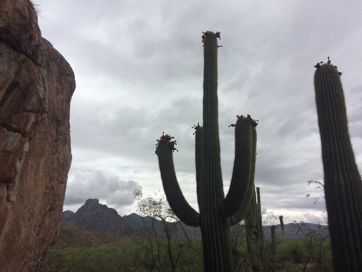 AZArchyMonth's tweet photo. Feeling adventurous? Visit the Archy Expo in #southernaz - Himdag Ki is nestled among beautiful area @PlacesArizona @ArizonaTourism https://t.co/1Ercgthm3l