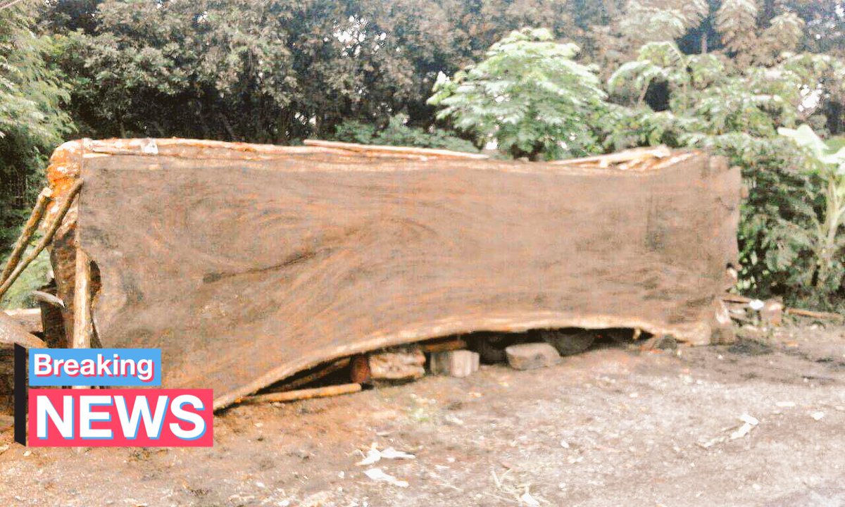 Houtenpanelen's tweet photo. #suarwood #desplinter #splinter #holland #ulft #terborg #suarwood #forsale https://t.co/CNCM5TLrw7