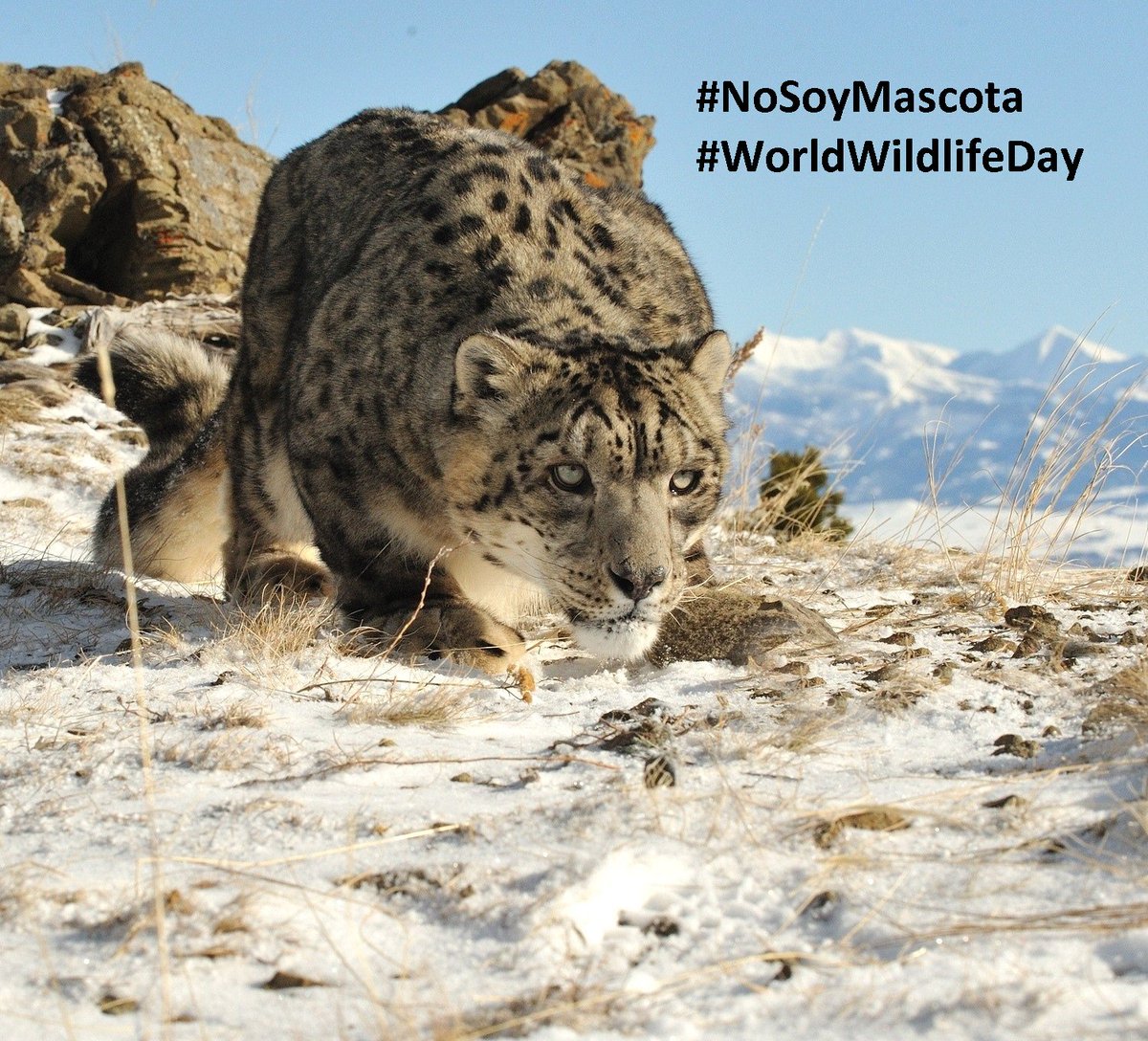 st_od's tweet photo. #SomosVidaSilvestre
#NoSoyMascota
#WorldWildlifeDay
Pongamos foto de perfil de fb una imagen referente al día mundial de la fauna silvestre https://t.co/xClHYWQezj