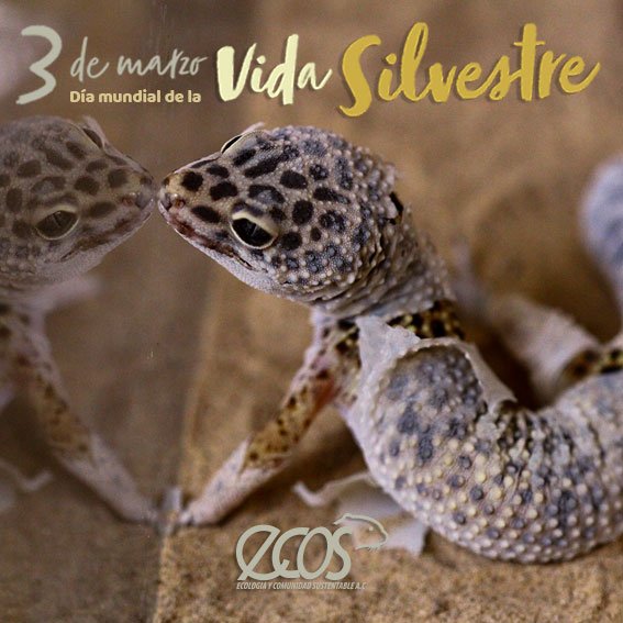 ECOSsustentable's tweet photo. 3 de marzo #DiamundialdelaVidaSilvestre 🐸🐰🐯🦊🐺🐗 https://t.co/DxzKBt32Ym