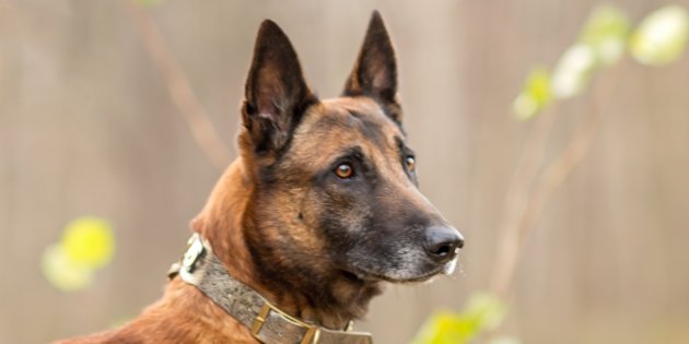 AlexPresle's tweet photo. [#Santé] Les chiens renifleurs de #Cancer sont efficaces à 100% après 6 mois de tests https://t.co/Au200gck88 v/@LeHuffPost https://t.co/ISO13twS8x