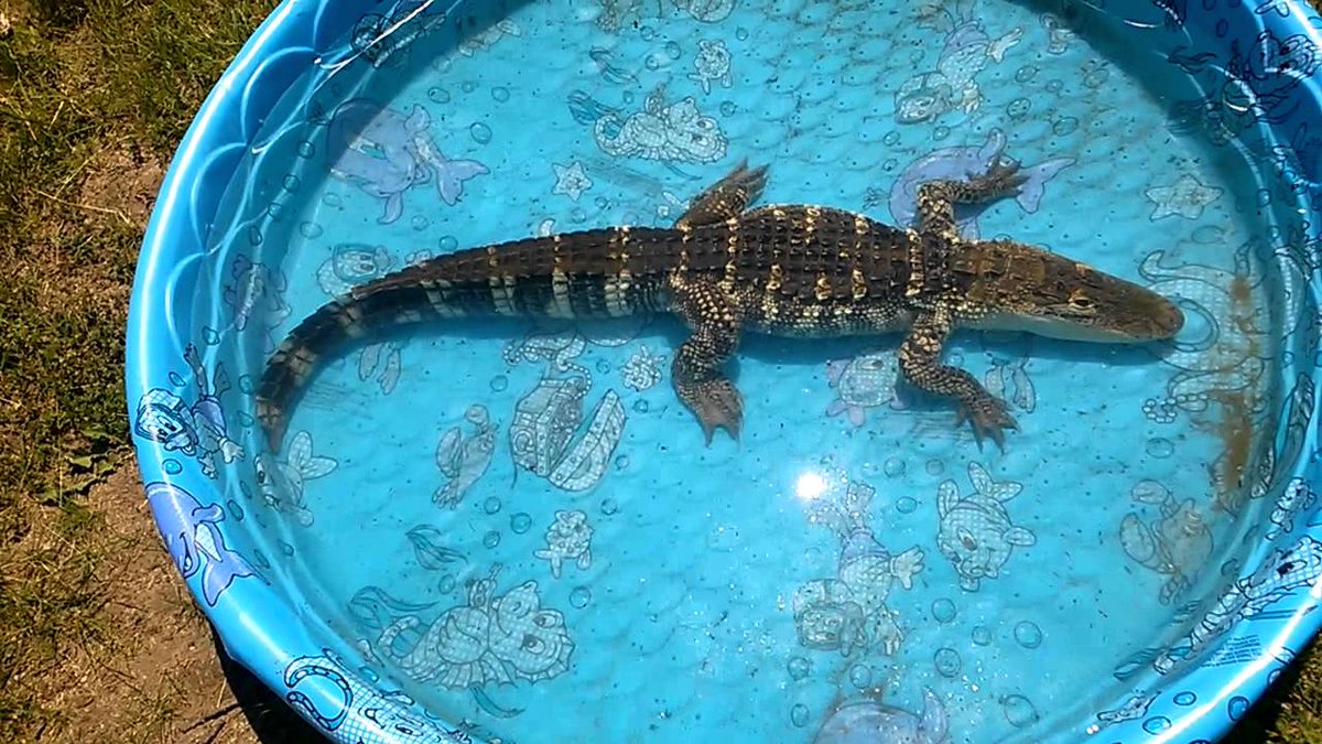 KMarzinsky's tweet photo. @netnarr #dda57 An alligator. They're brilliant predators, but they're also super chill. "Don't mind me. Just being a living dinosaur." https://t.co/LFPEWQxcFe