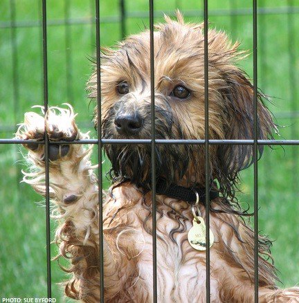 BornFreeUSA's tweet photo. Tell your U.S. senators &amp; representative to hold #USDA accountable for animal welfare enforcement! https://t.co/UDyLtdAUo2 #NoUSDAblackout https://t.co/kAJSxCZTcD