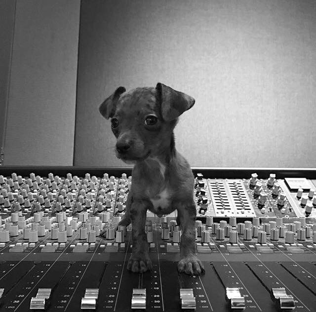 agbramino's tweet photo. Ariana Ganhou um cachorrinho! Olha a foto https://t.co/fmsDyYEhJ0