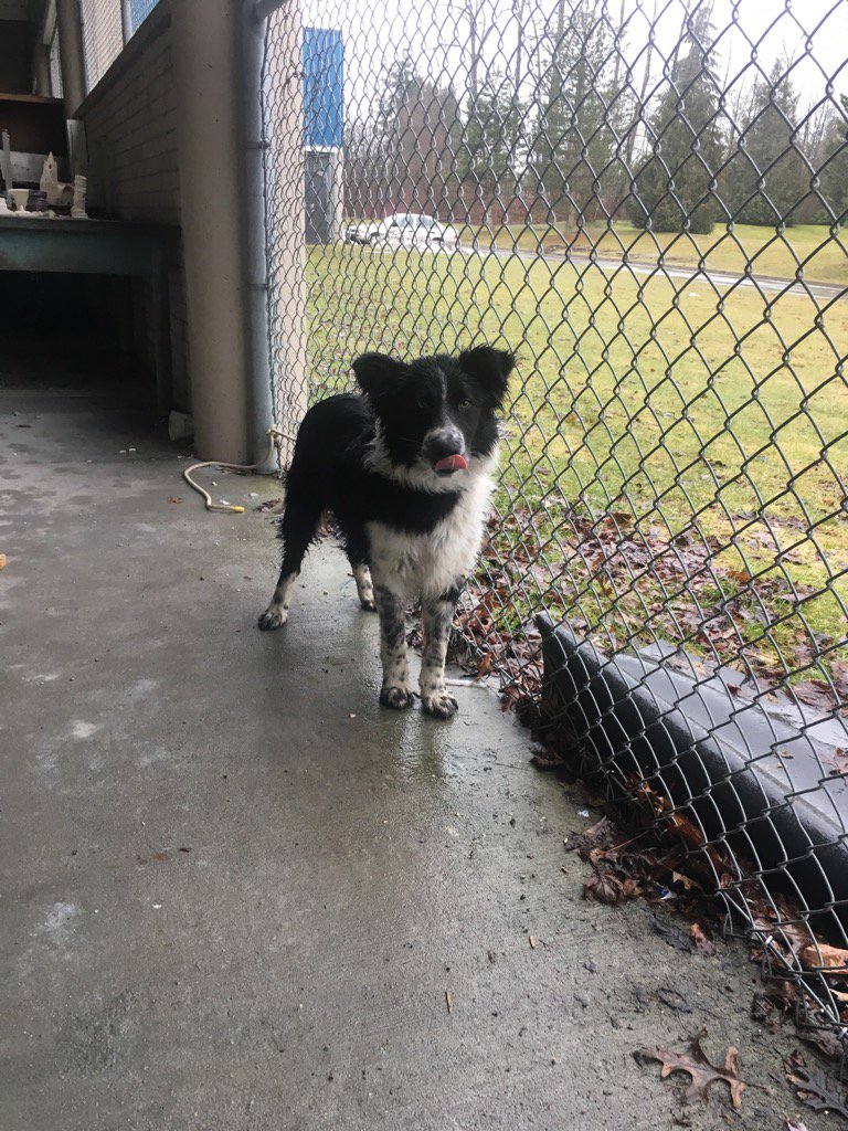 FRC 6390 Hephaestus (@nss_hephaestus) on Twitter photo "Bobby" wandered into our school today. If you owner please call 604-581-4433. <a href="/NorthSurreySec/">North Surrey Sec</a> <a href="/CityofSurrey/">City of Surrey</a> #spca "Bobby" wandered into our school today. If you owner please call 604-581-4433. <a href="/NorthSurreySec/">North Surrey Sec</a> <a href="/CityofSurrey/">City of Surrey</a> #spca