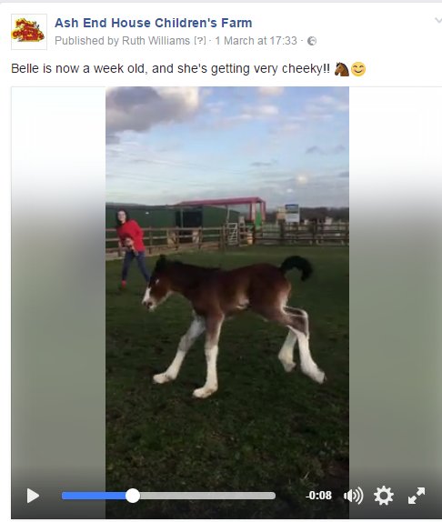 #ourstaffarethebest One of the perks of working at the Children's Farm ... dancing with the foals. Video: facebook.com/166650432716/v…