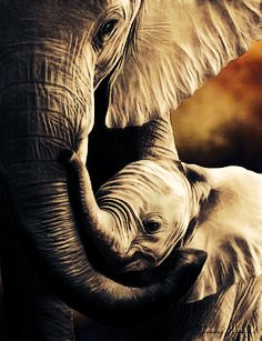 shedancestibet's tweet photo. Wild is beautiful!

#WorldWildlifeDay https://t.co/DFr3jq5c8Z