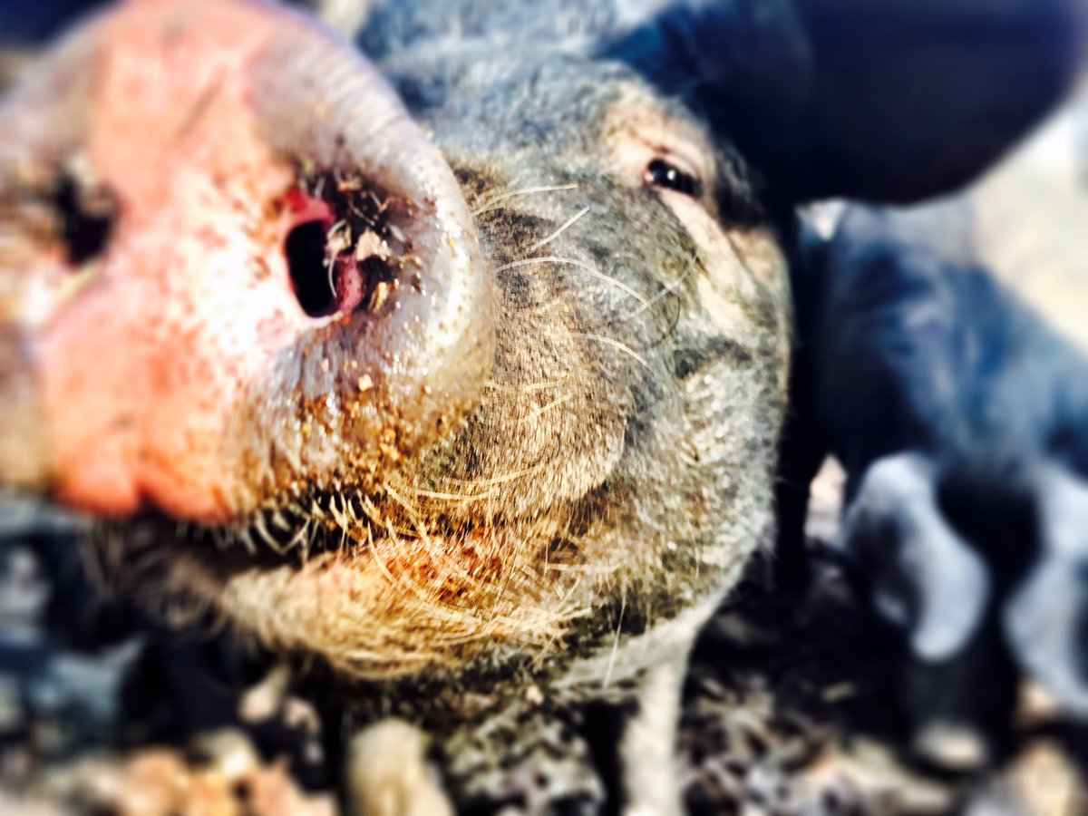 WimLawrence's tweet photo. #CSUNATC17 is great, but I miss my pigs. Here's a gratuitous photo of Monsier Gober. #pigsofCSUNATC17 https://t.co/CeOw2JP2G3
