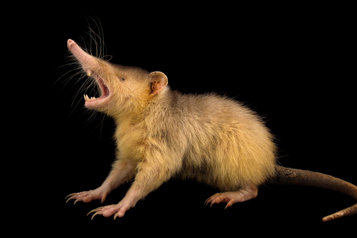 GenAnthropocene's tweet photo. For #WorldWildlifeDay we're paying tribute to the Solenodon, and you should too! | https://t.co/wACiJ1Kur3 #GenerationAnthropocene https://t.co/oX0AcJxhq0