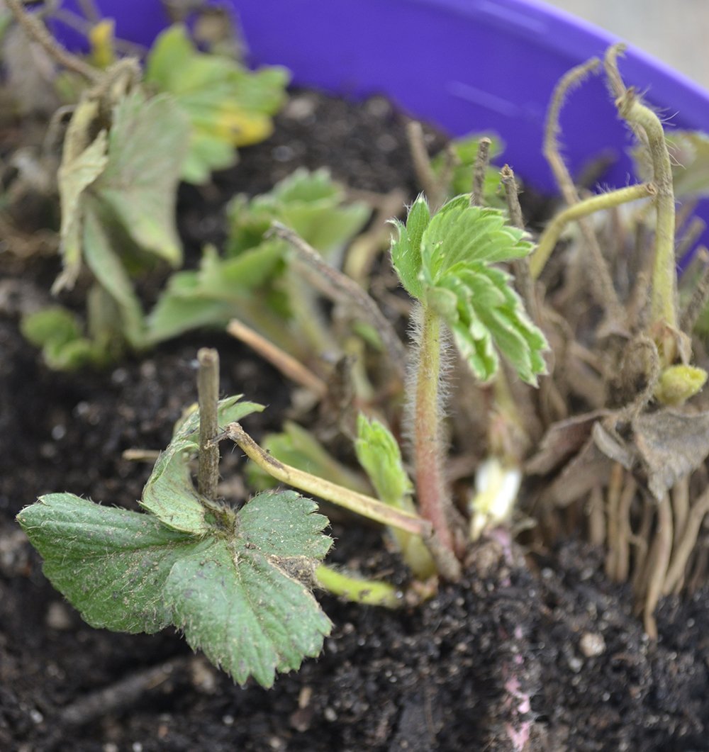 FarmingtonGrdns's tweet photo. Bare root strawberries are in! We have both June-bearing and ever-bearing. Why not start your own Strawberry patch this year! https://t.co/IDEtsmd3JY