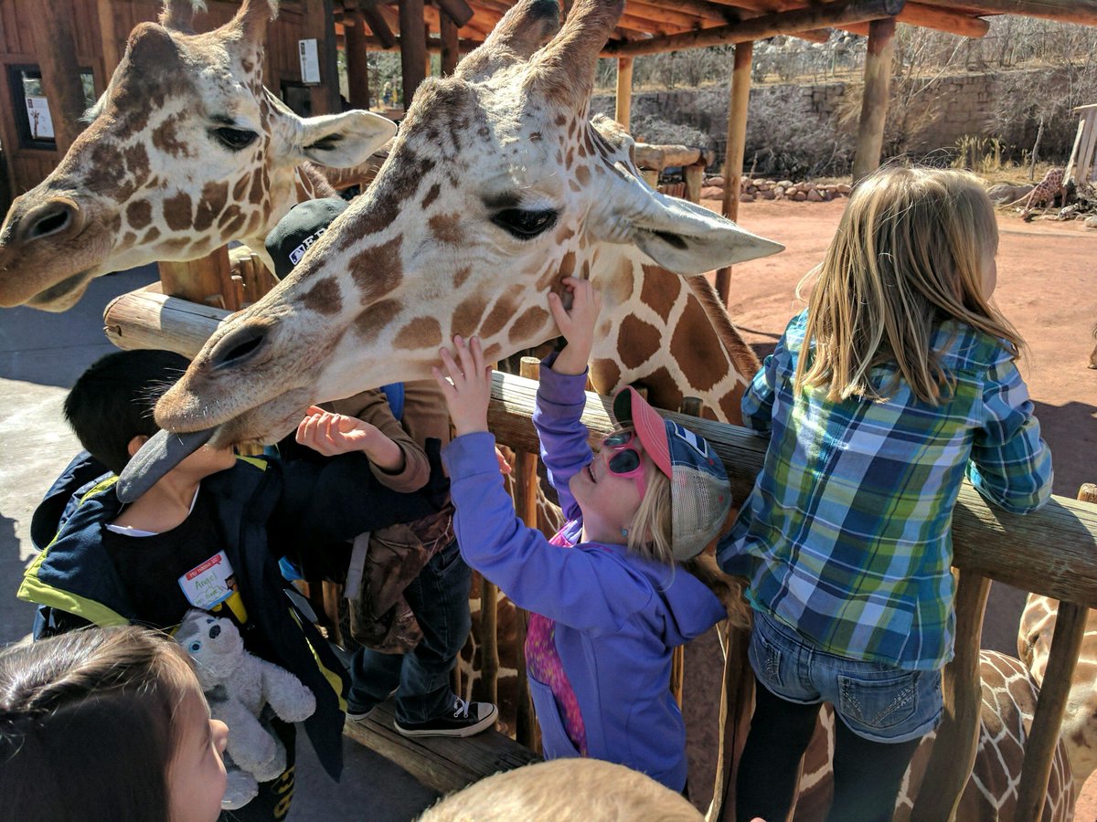 SouthRidgeElem's tweet photo. 1st grade field trip to @CheyenneMtnZoo #soewolves #welovegiraffes #futurezoologists https://t.co/aoSB7yJQHa
