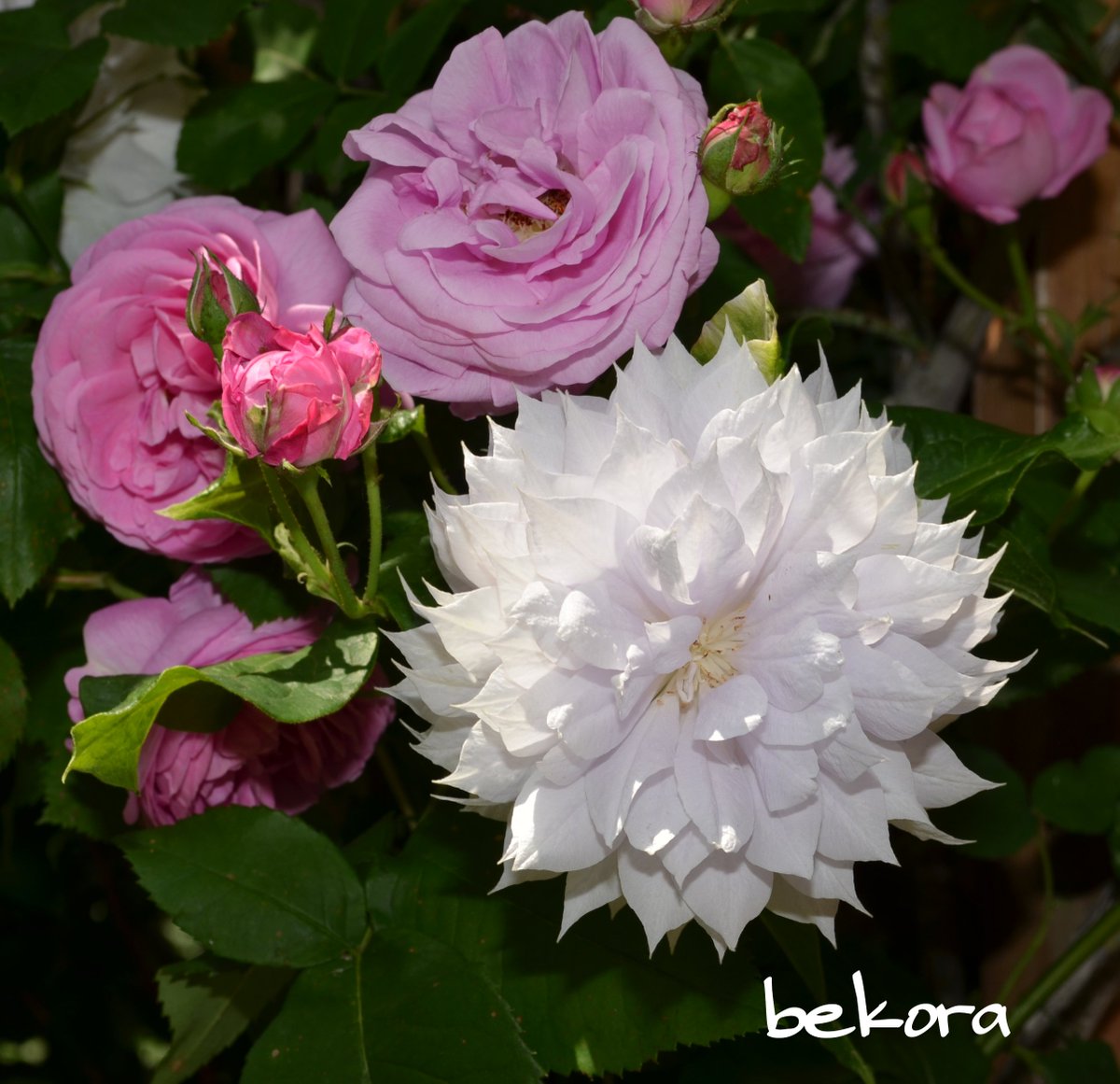 Bekora11 おはようございます 今日は晴れ 家の庭には薔薇は70種以上 クレマチスは30種以上 宿根草150種以上 その他イロイロ植えています 今日はクレマチス ベルオブウォーキング です パテンス八重系 早咲き大輪系 花は繊細な淡い藤色 家